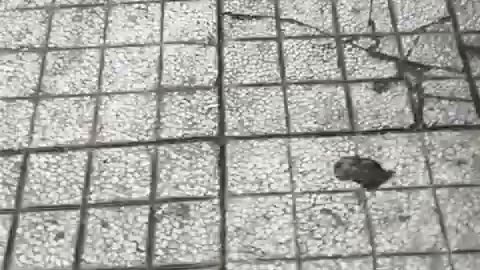 fatty demon pig - 2024 - September 10th - Deleted Youtube Livestream