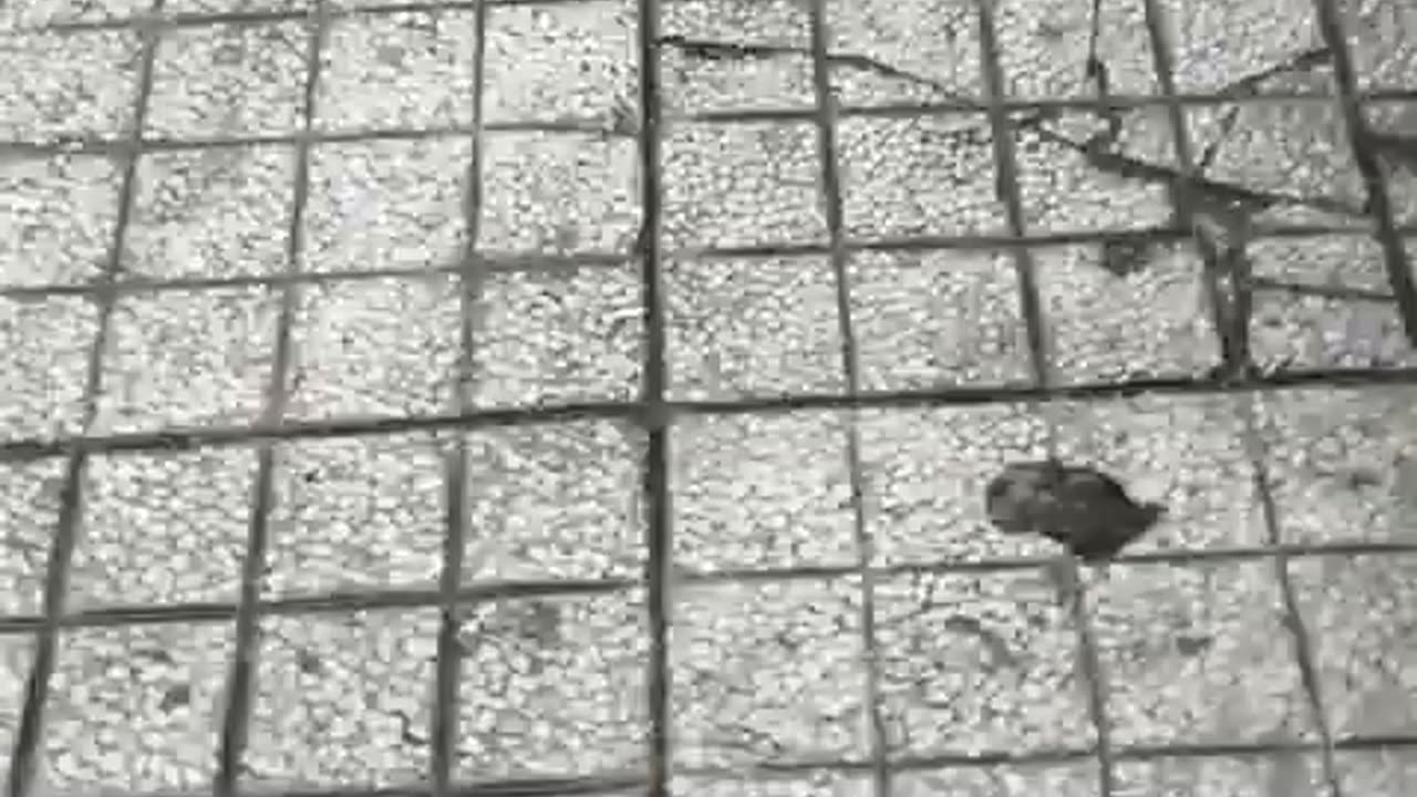 fatty demon pig - 2024 - September 10th - Deleted Youtube Livestream