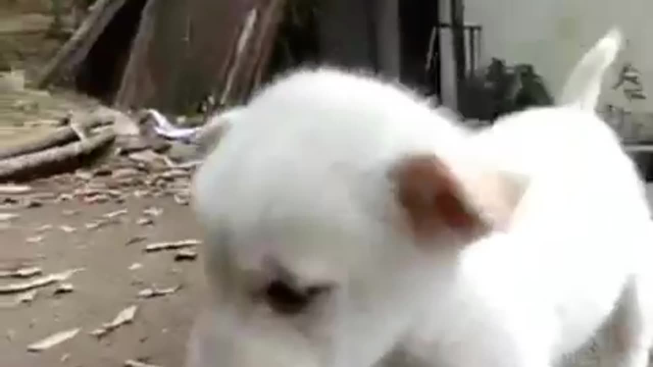 Cute puppy