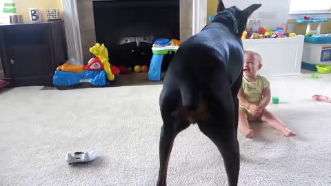 Best Funny Babies and Animals Compilation