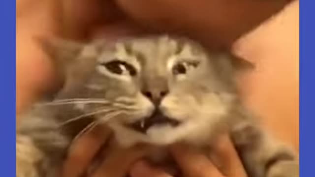 Funny animals videos. cats and dogs