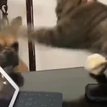 Poor Dog Got Beaten | Funny Pets | Pets At Home