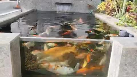 Koi fish pond (47)