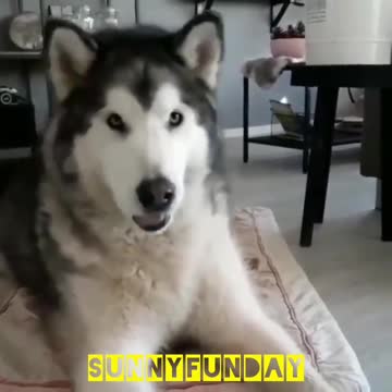 Cute dog, he sings a song😍