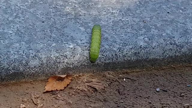 Struggling caterpillar