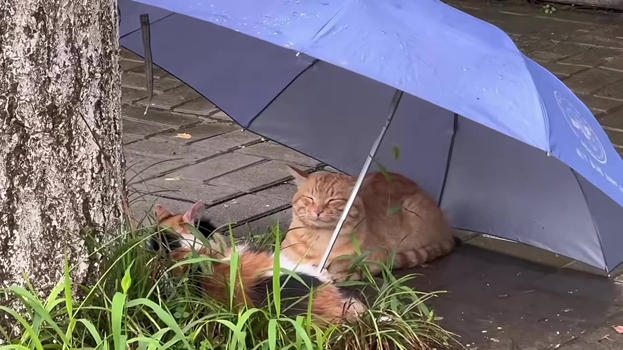 So pleased you didn’t forget to bring the umbrella