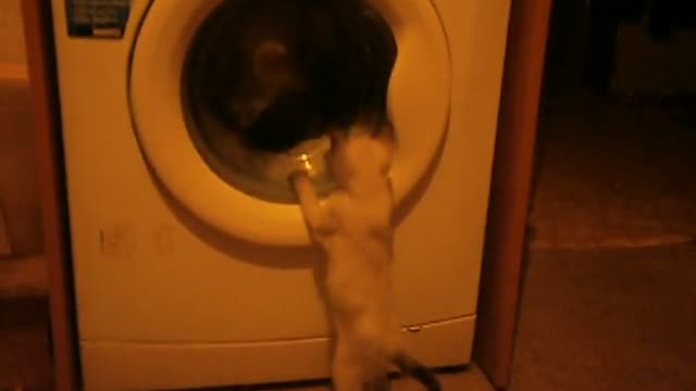 The cat VS washing machine