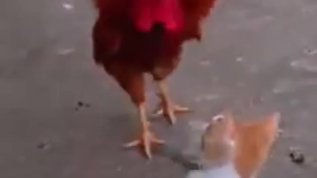 Cats and cock fight#short video