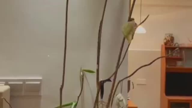 I'm so afraid that the branch will suddenly break