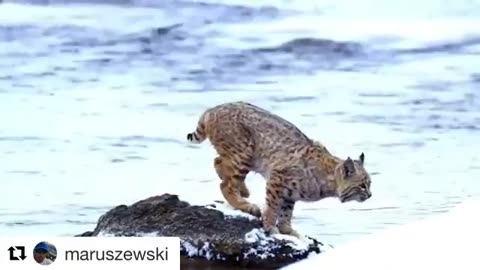 CAT Long Jump