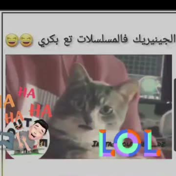 cats and dogs that make you laugh