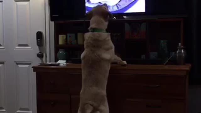 Labrador attempts to befriend dogs on TV