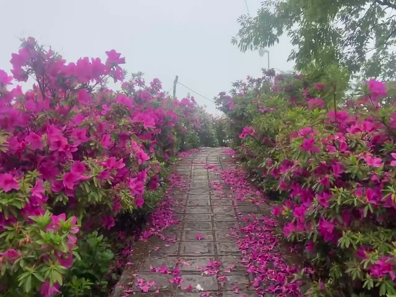 A walk through flower garden