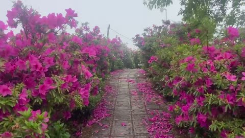 A walk through flower garden