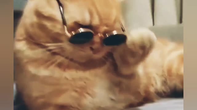 Cute cat funny video