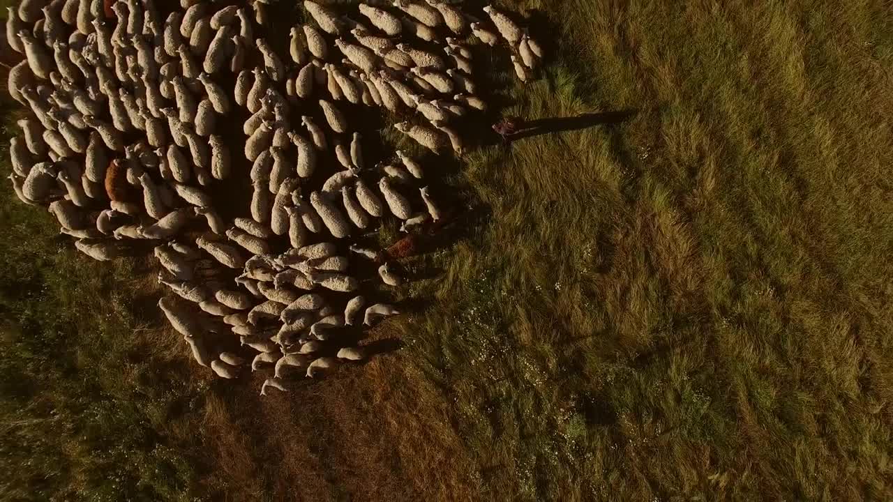 Aerial view of sheep flock. Man and white sheep