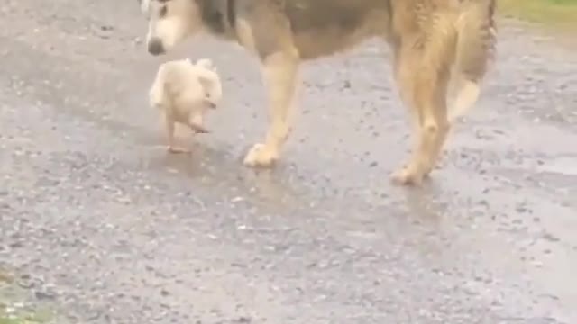 Funny Video The cunning dog steals the chicken