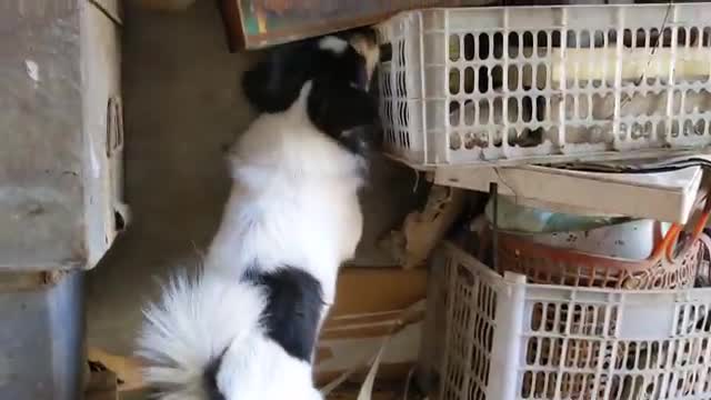 Cute Dog Catching the rate - Animal Media - Dog video