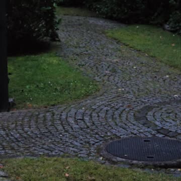 Beware of the hedgehog burglar #mockumentary #nature #wildlife