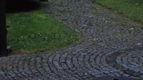 Beware of the hedgehog burglar #mockumentary #nature #wildlife