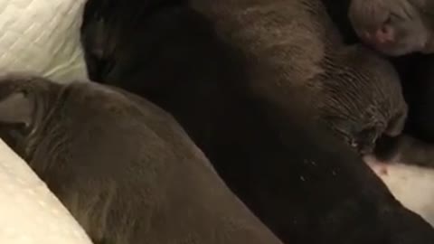 Grey puppies sleeping together on blankets