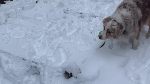 Catching Snowflakes ❄️