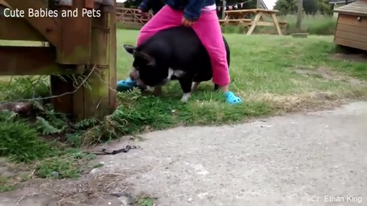 Funny Animals Chasing