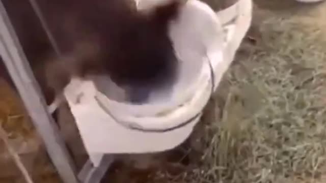 Cow drinking milk from bucket and (Late Video Link Description)