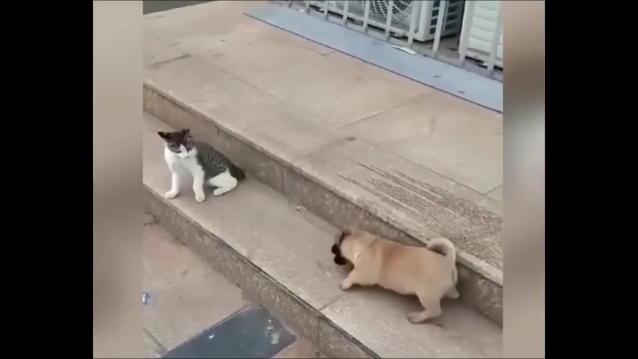 Cat vs dog