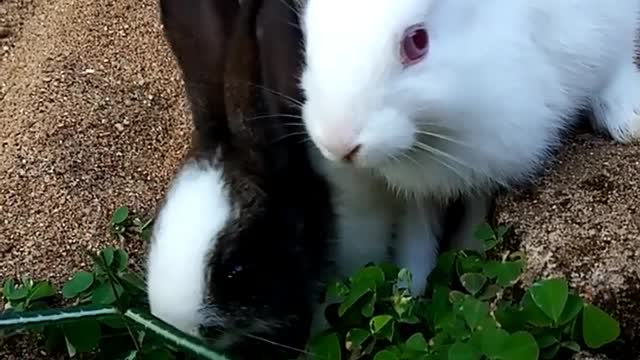 💖🐇💖Cute Baby Rabbits Feeding💖🐇💖