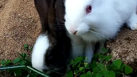 💖🐇💖Cute Baby Rabbits Feeding💖🐇💖