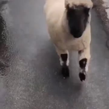 Beep beep.. Sheep coming through!