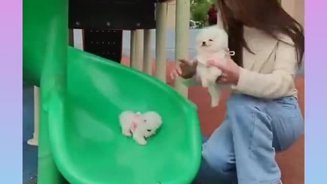 Cute and Funny Dog Video Compilation short, funny animal