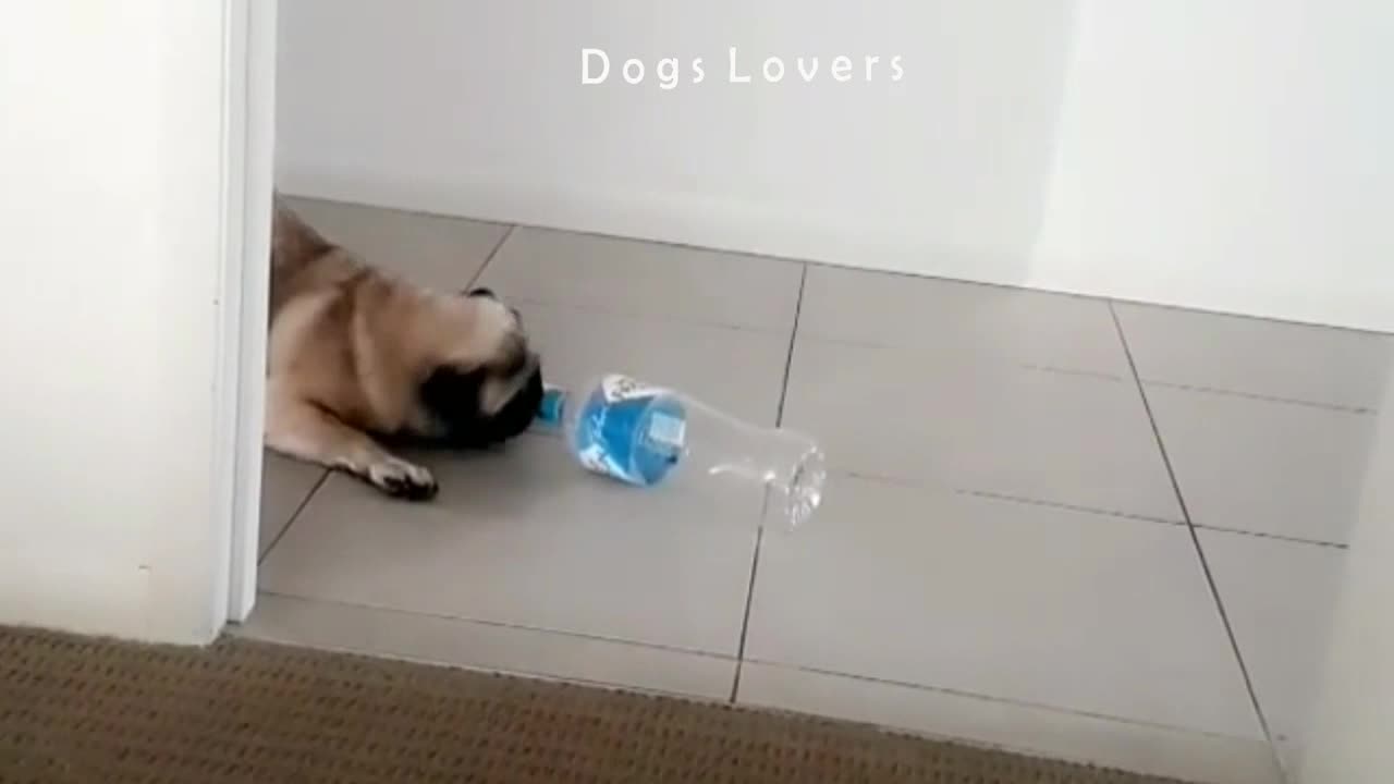 Dog playing with A Bottle Of Water in The House.