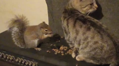 My Squirrel Rocky & My Cat Lil Lee Eating Together