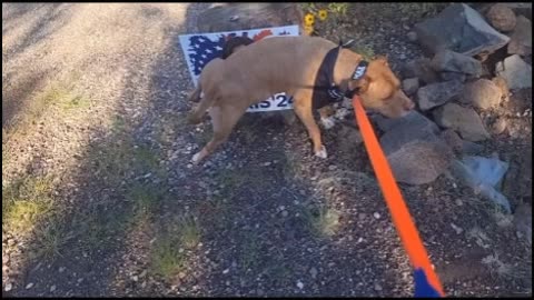 Good Boy!
