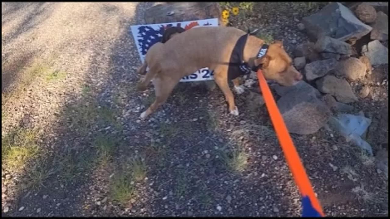 Good Boy!