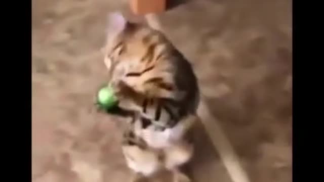 Cute cat playing with a christmas ball