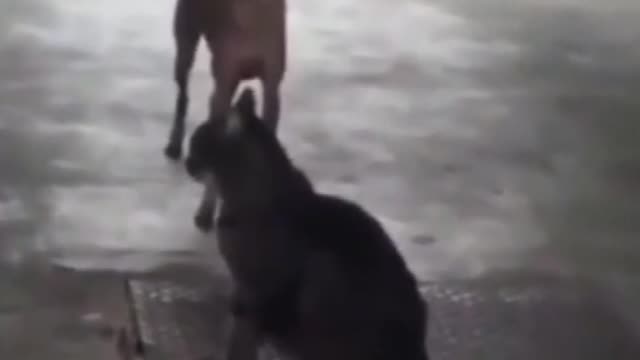 Top Funny Cute Dog Videos