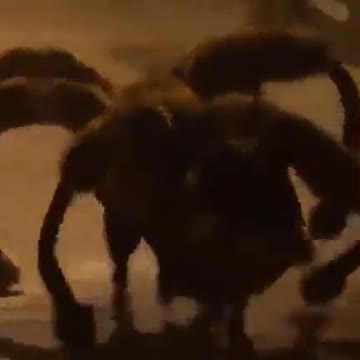 Dog in spider outfit to scare people
