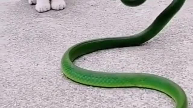 Cute Kitten Fights with Snake || Funny Animal || 😂😂😂