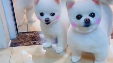 Cute dogs