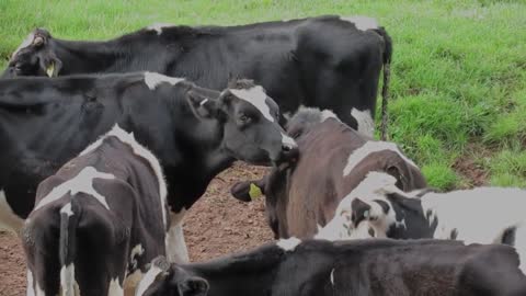 Beautiful Cows Licking Each Other🐄