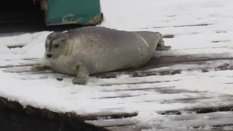 Lovely Seal