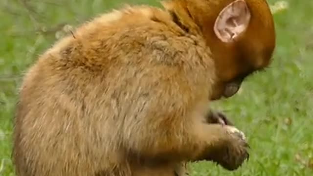 Amazing monkey video