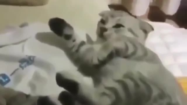 Horrible dream cat