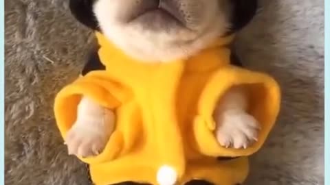 Funny Dog Videos