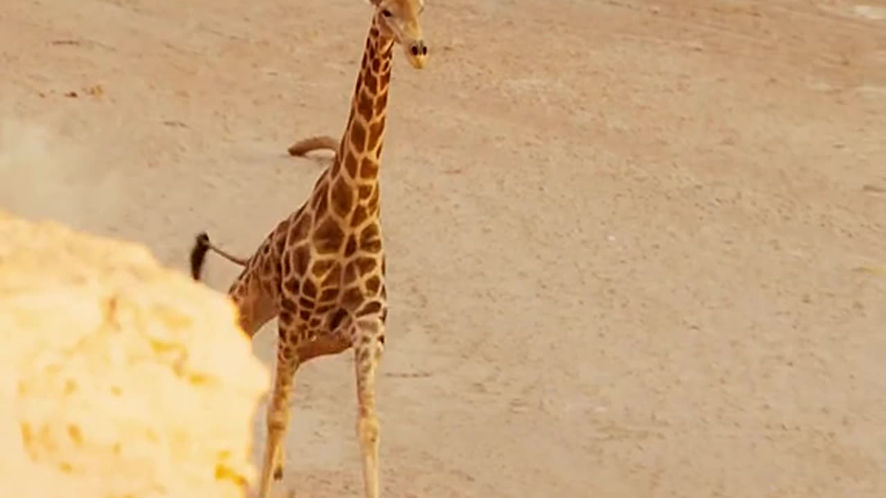 Lion vs Giraffe Fight