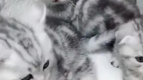 funniest cats and cutest cats ever