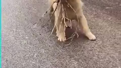 Golden Retriever dog struggles to walk down icy road